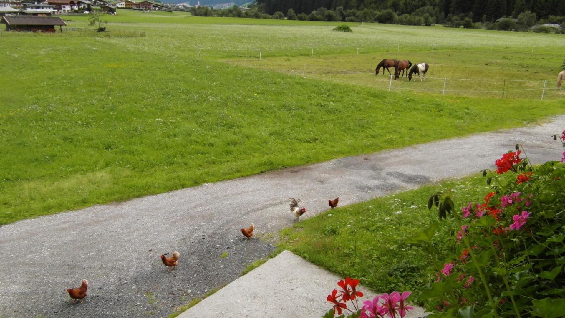 Penzion Luenerhof Neustift im Stubaital Pokoj fotografie